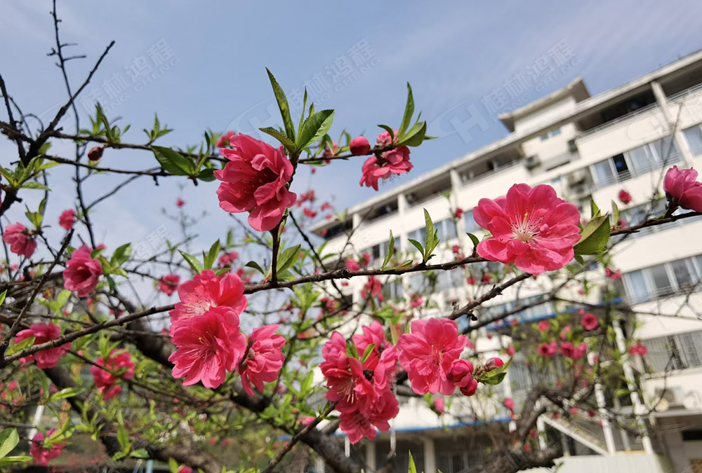桂林鴻程花團(tuán)錦簇，滿(mǎn)園春色，邀您一起共賞春景，共商大計(jì)！